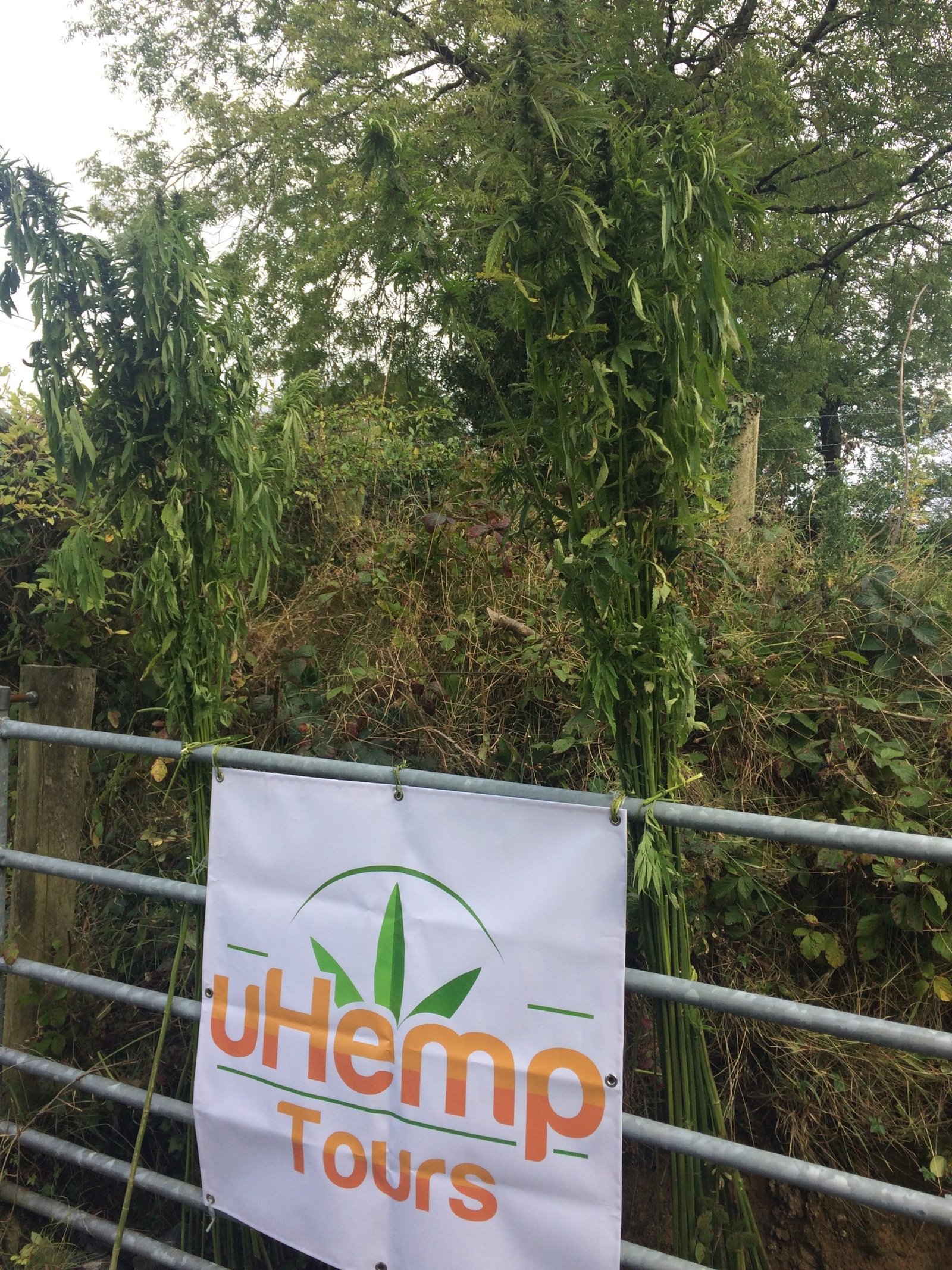 Hempture - BUY A SHARE €1 = 1 IRISH HEMPTURE EURO SHARE (IHES) x 1000 - Image 15