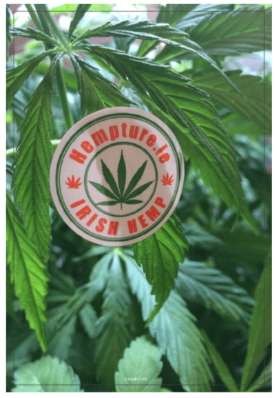 Hempture Raw CBD Paste 20% - Image 7
