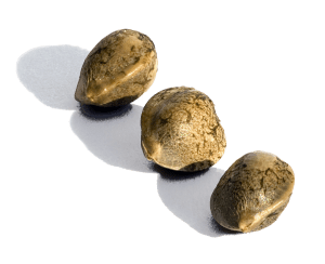 Original Irish Haze CBD seeds x 3