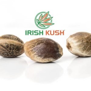 Original Irish Kush CBD seeds x 3
