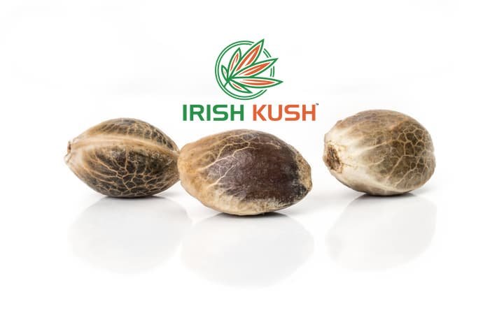 Original Irish Kush CBD seeds x 3
