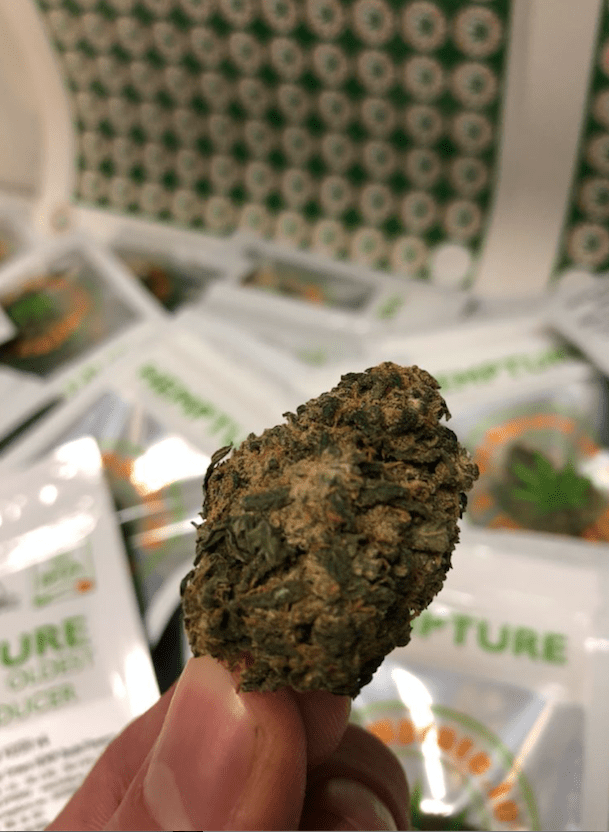 Original Irish Kush CBD seeds x 3 - Image 4