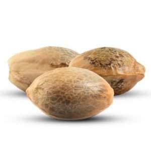 Original Irish Cheese CBD seeds x 3
