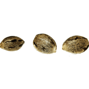 Original MASTER KUSH CBD seeds x 3